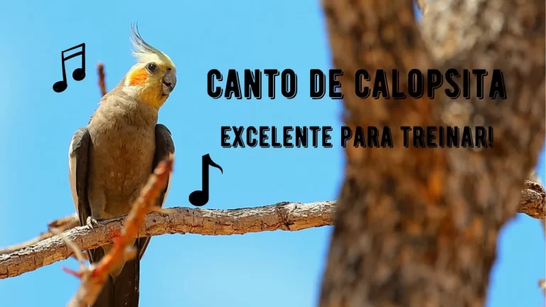 Canto da Calopsita