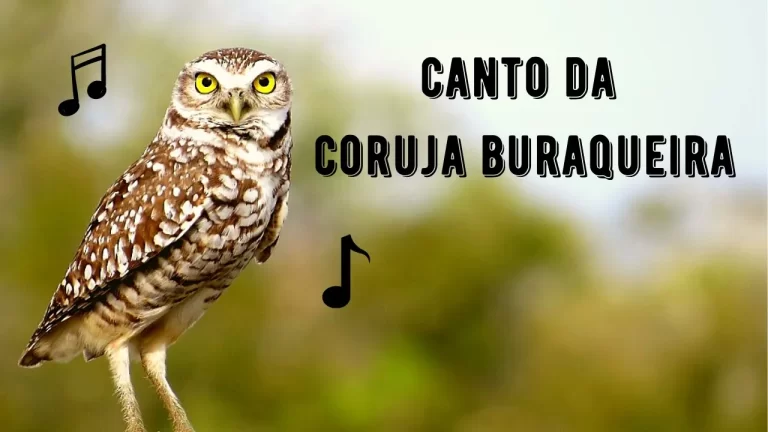 Canto da Coruja Buraqueira