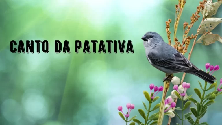 Canto da Patativa