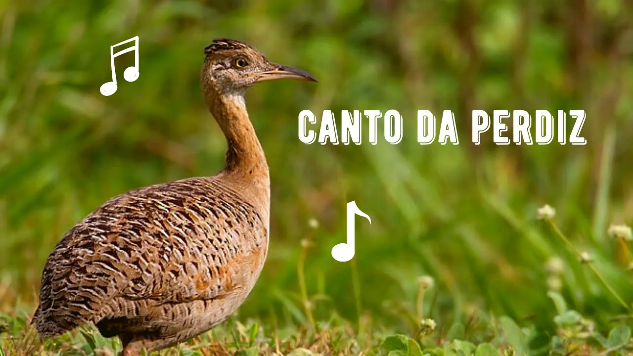 Canto da Perdiz