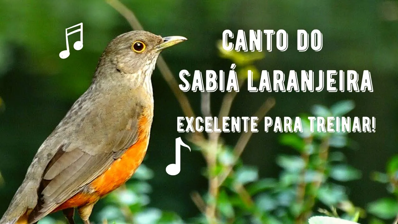 Canto da Sabiá Laranjeira