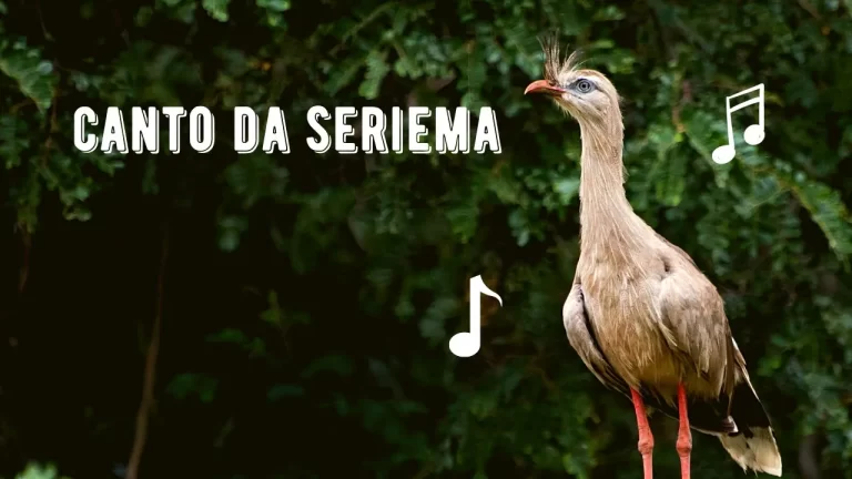 Canto da Seriema