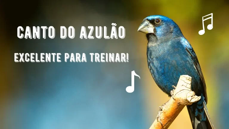 Canto do Azulão