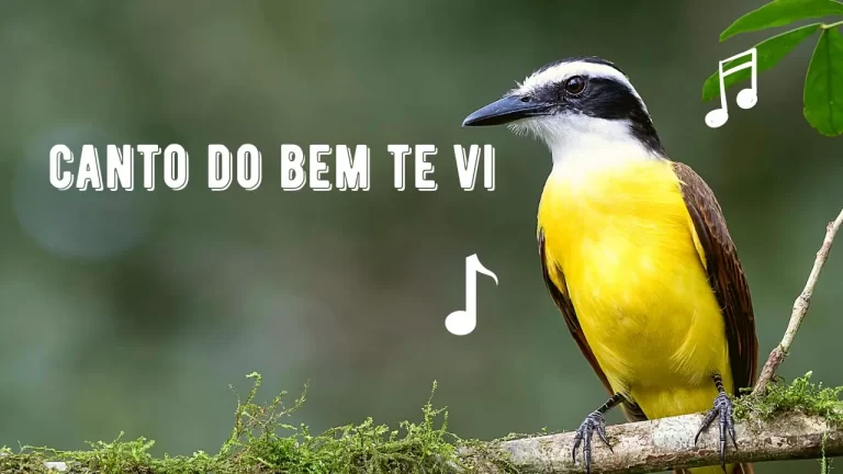 Canto do Bem Te Vi