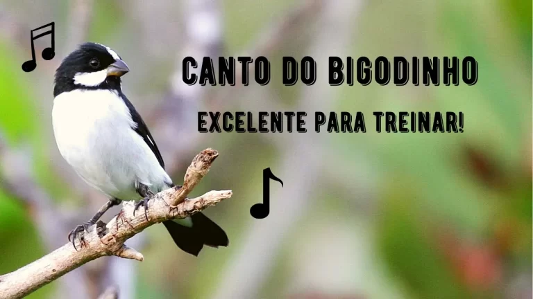 Canto do Bigodinho