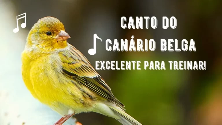 Canto do Canário Belga