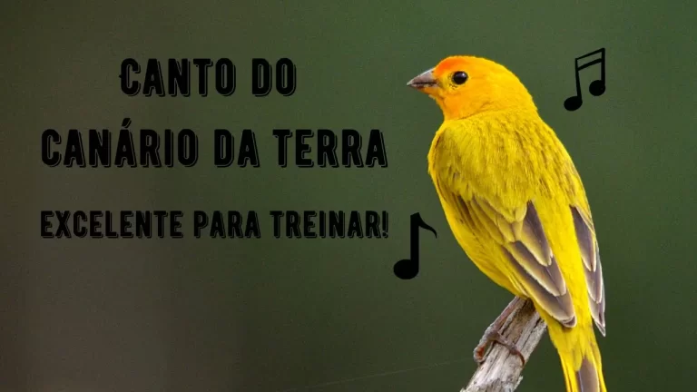 Canto do Canário da Terra
