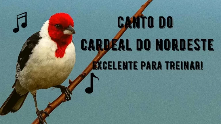 Canto do Cardeal do Nordeste
