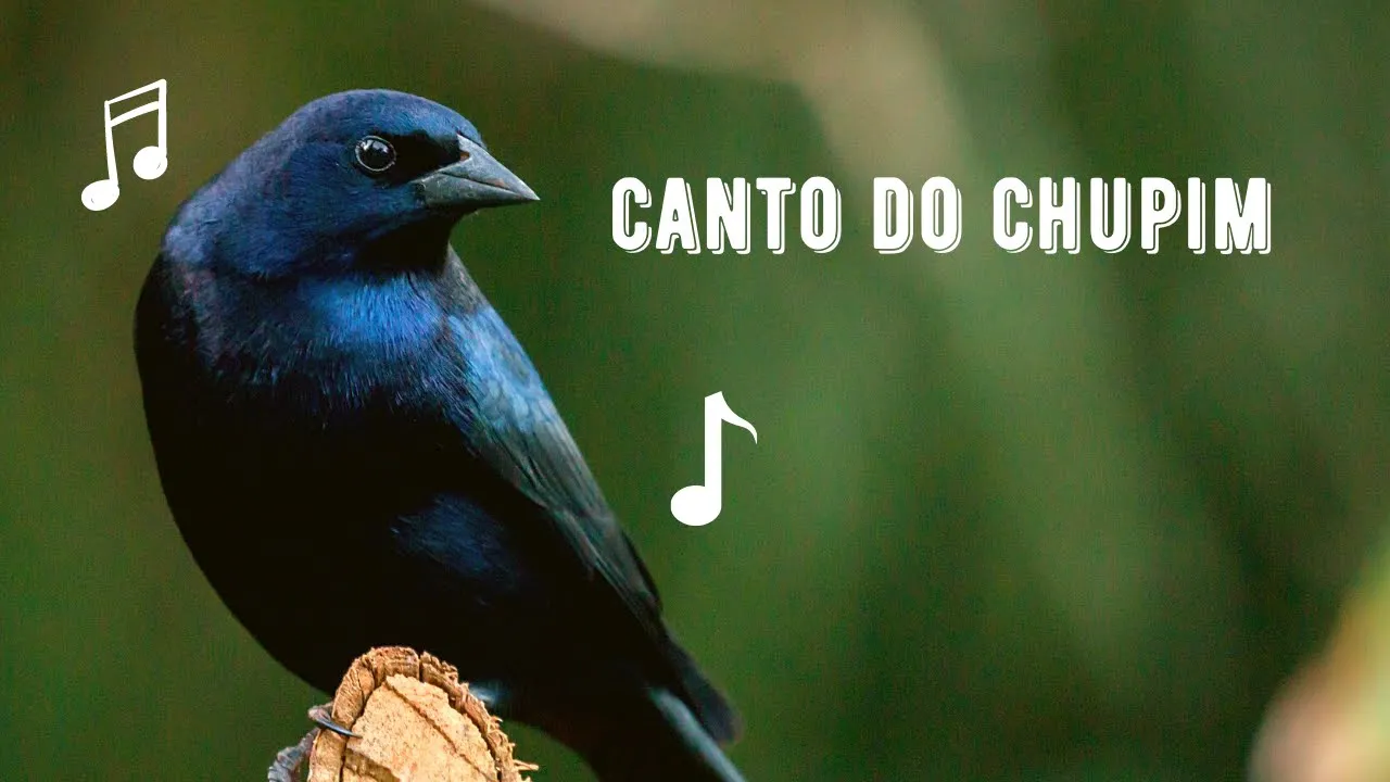 Canto do Chupim