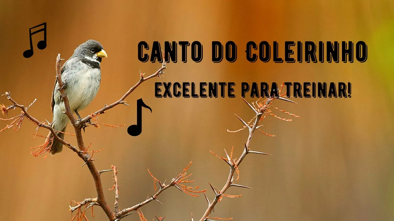 Canto do Coleirinho