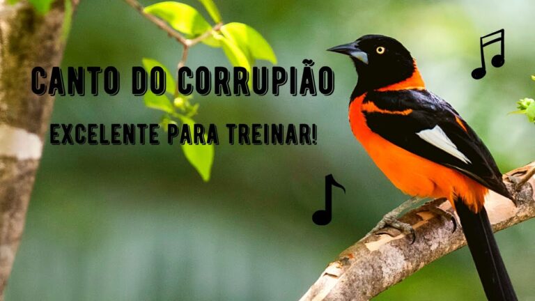 Canto do Corrupião
