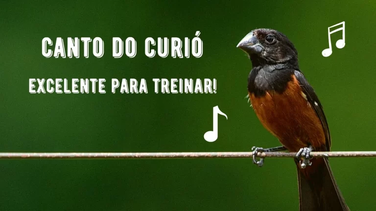 Canto do Curió