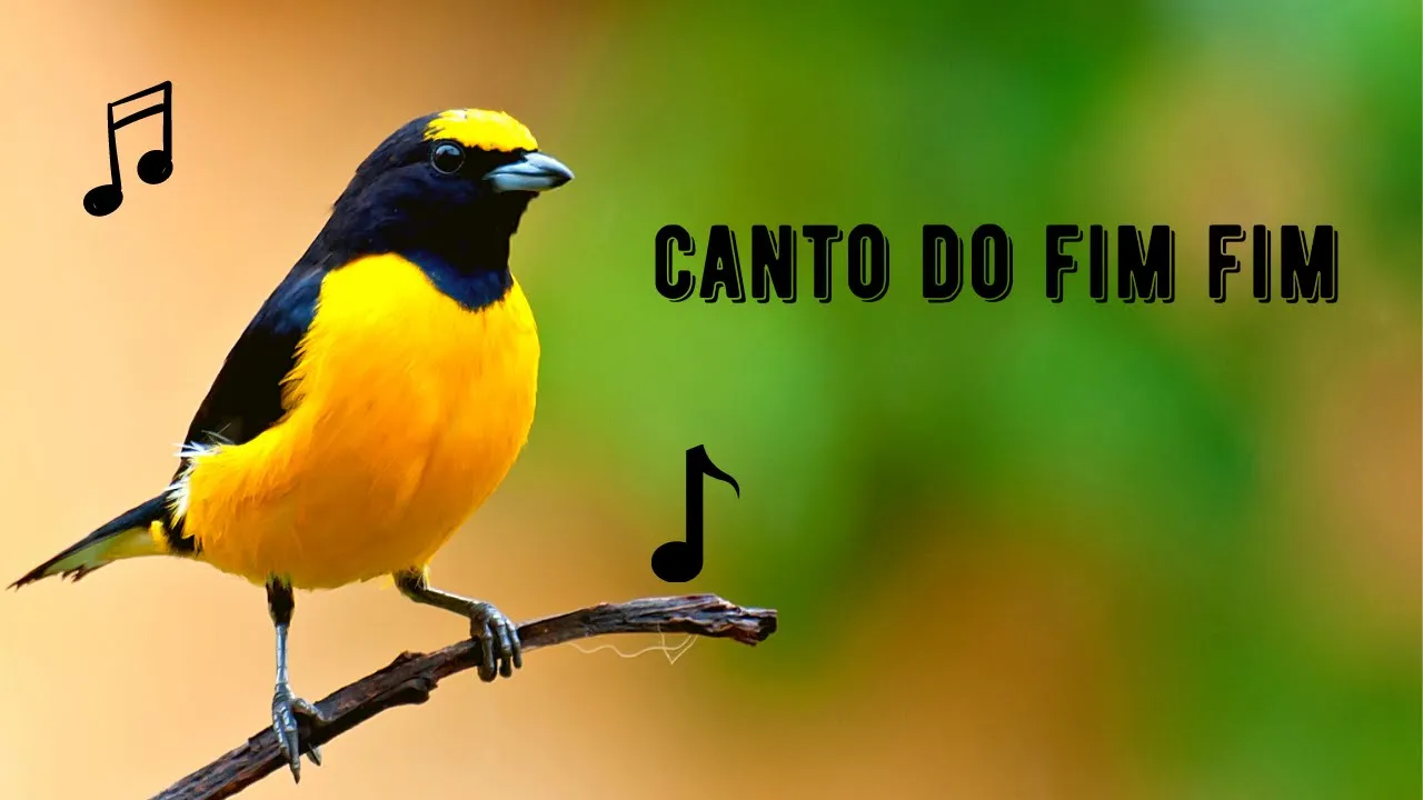 Canto do Fim Fim