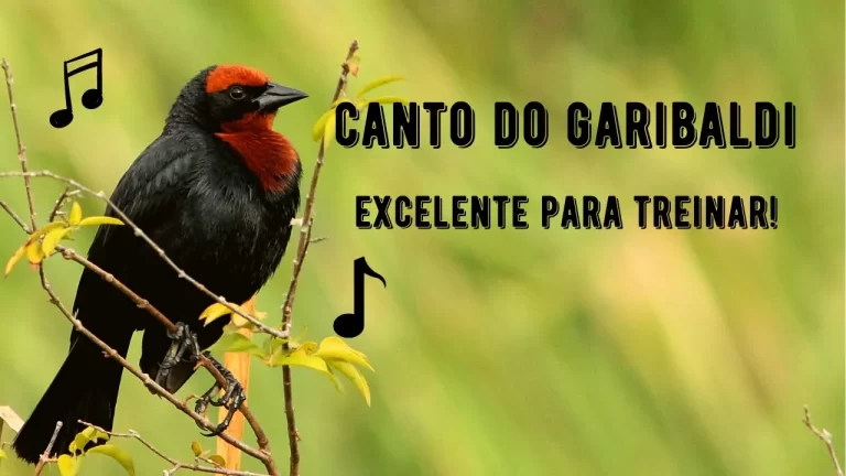 Canto do Garibaldi
