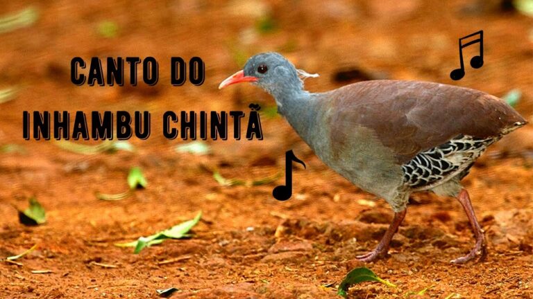 Canto do Inhambu Chintã