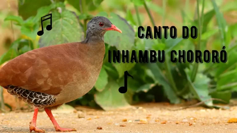 Canto do Inhambu Chororó
