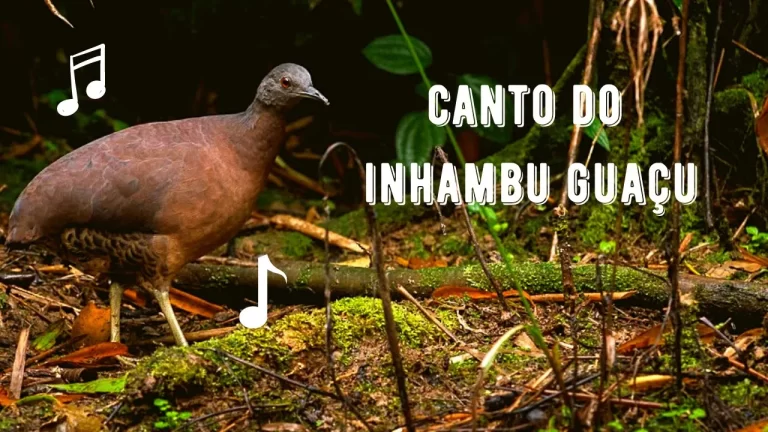 Canto do Inhambu Guaçu