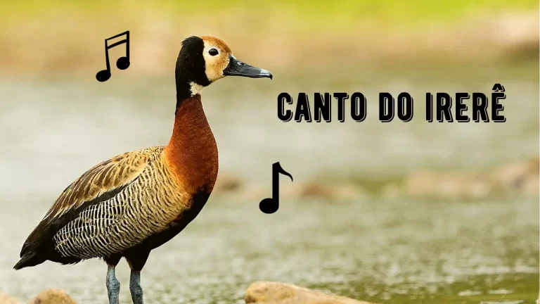 Canto do Irerê