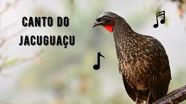 Canto do Jacuguaçu
