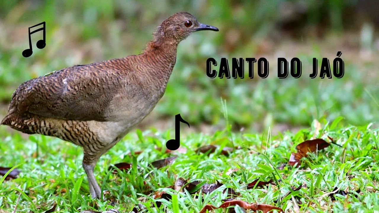 Canto do Jaó