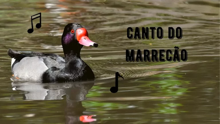 Canto do Marrecão