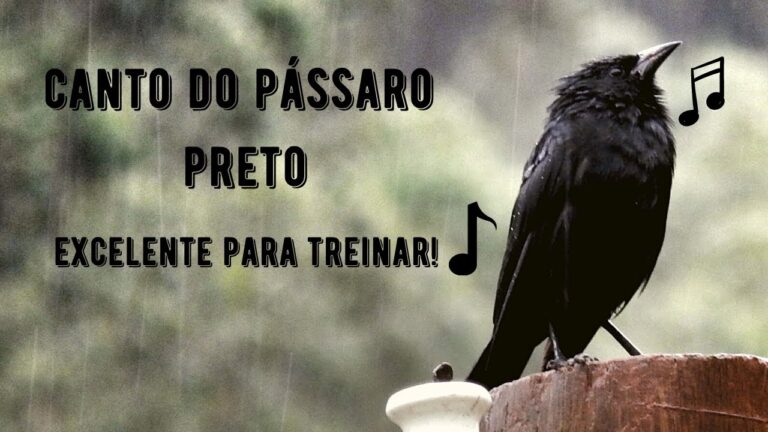 Canto do Pássaro Preto