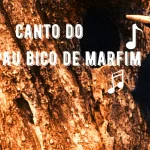 Canto do Pica Pau Bico de Marfim