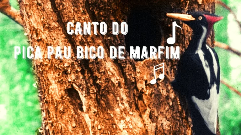 Canto do Pica Pau Bico de Marfim