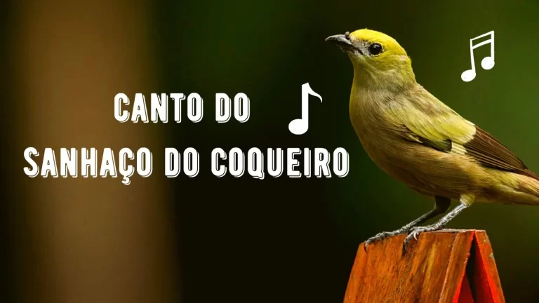 Canto do Sanhaço do Coqueiro