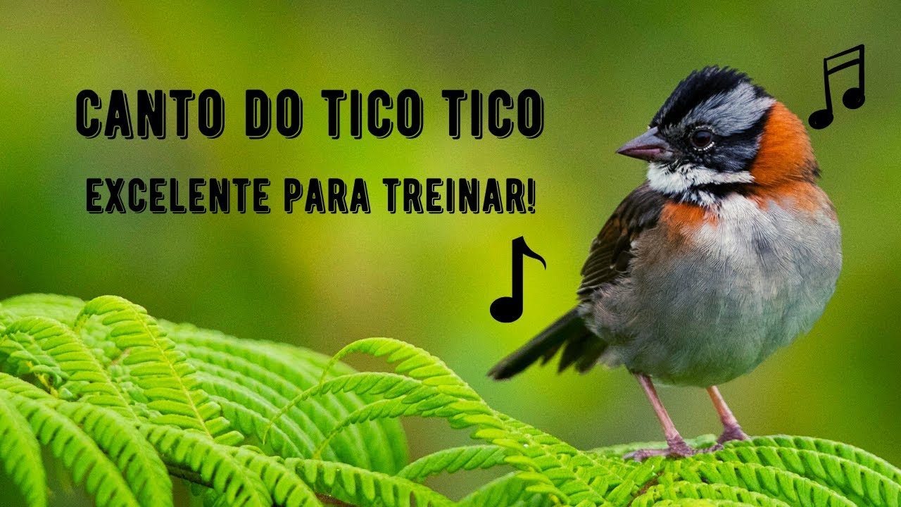 Canto do Tico Tico