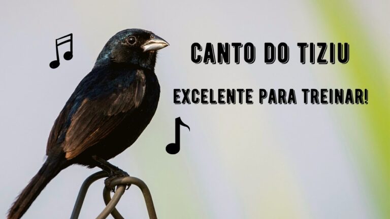 Canto do Tiziu
