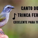 Canto do Trinca Ferro
