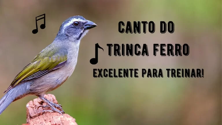Canto do Trinca Ferro