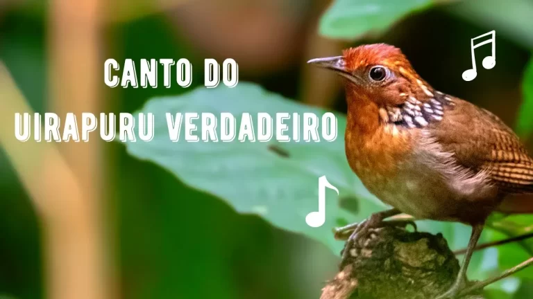 Canto do Uirapuru Verdadeiro