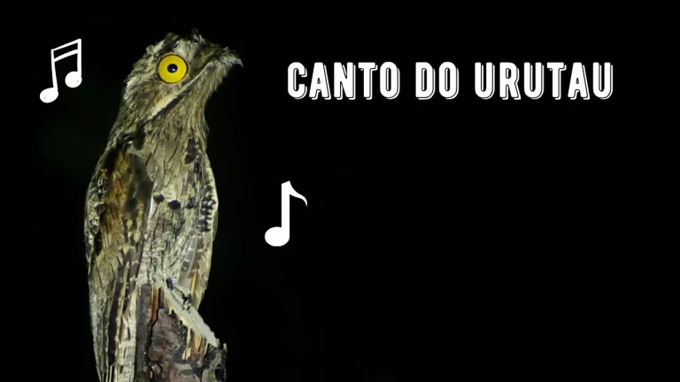 Canto do Urutau