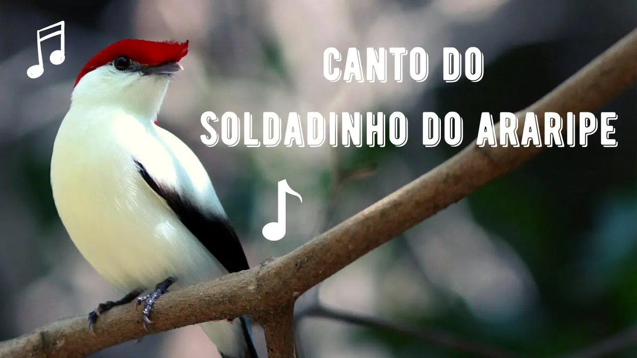 Canto Soldadinho do Araripe