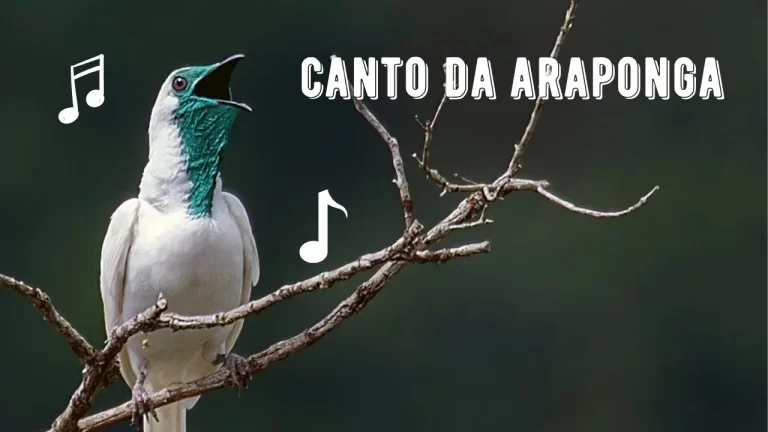 Canto da Araponga