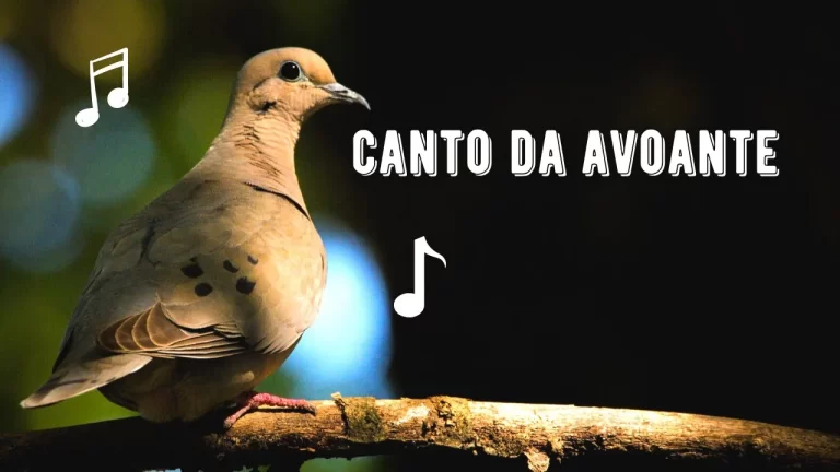 Canto da Avoante