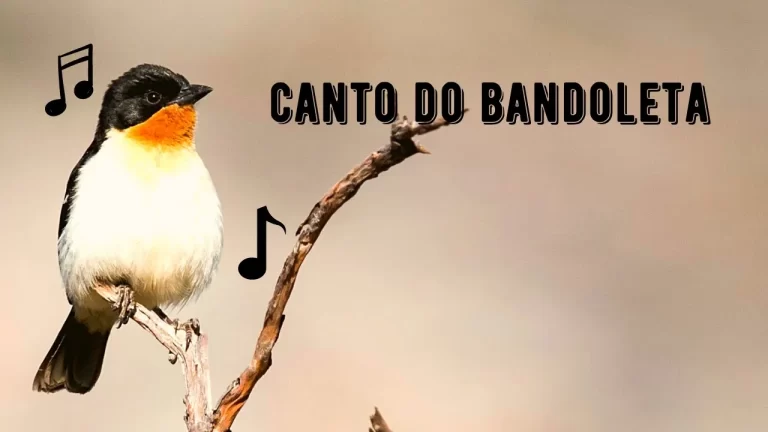 Canto da Bandoleta