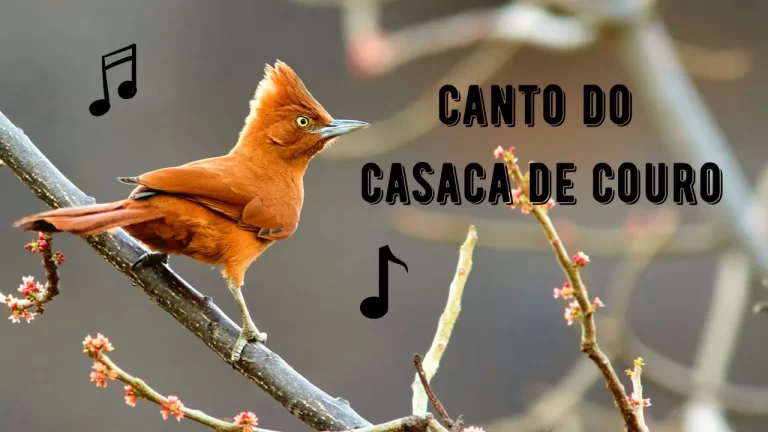 Canto da Casaca de Couro