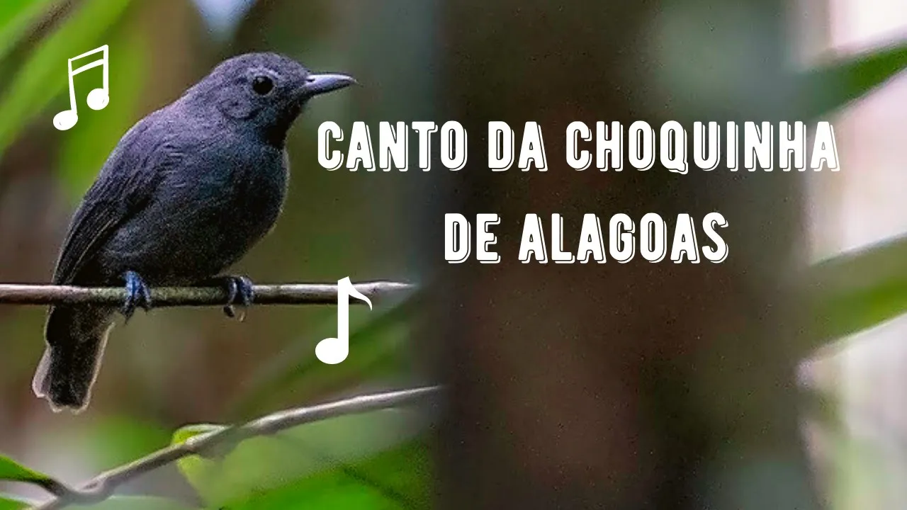 Canto da Choquinha de Alagoas