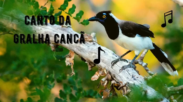 Canto da Gralha Cancã