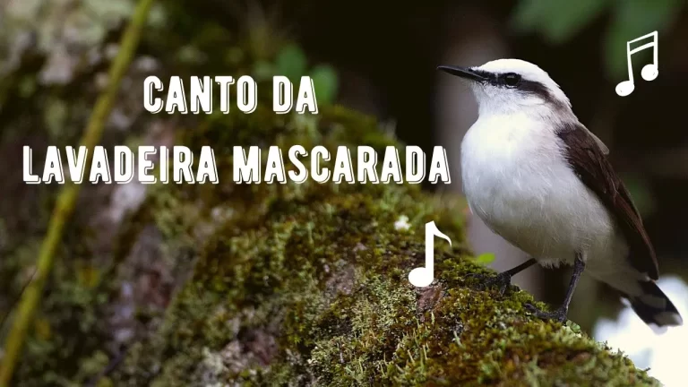 Canto da Lavadeira Mascarada