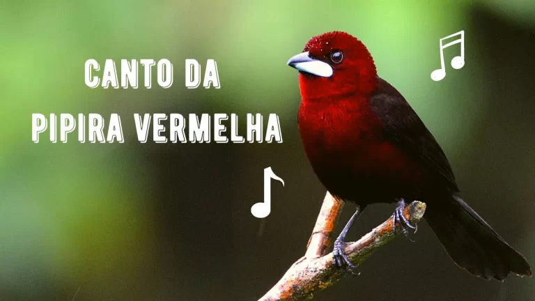 Canto da Pipira Vermelha