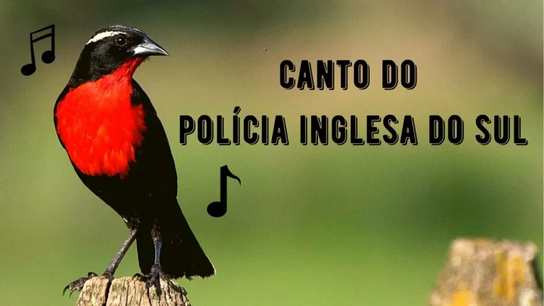 Canto da Polícia Inglesa do Sul
