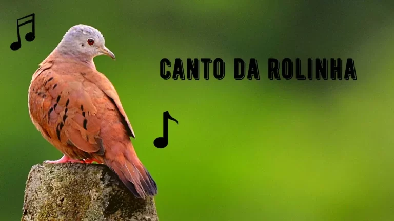 Canto da Rolinha
