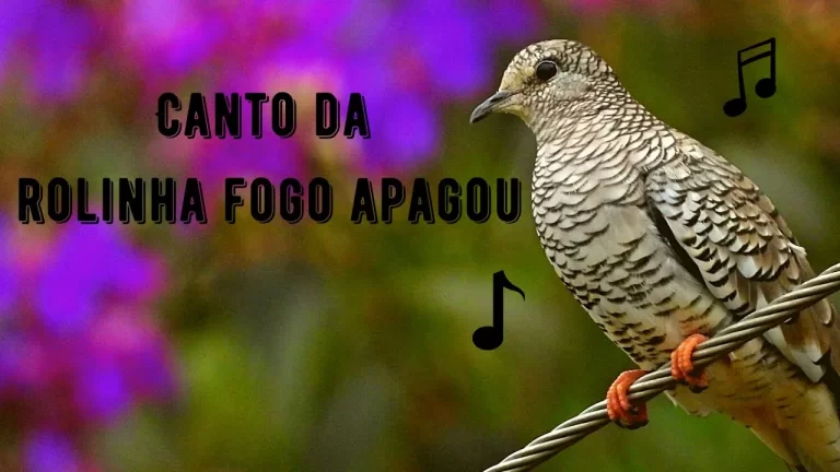 Canto da Rolinha Fogo Apagou
