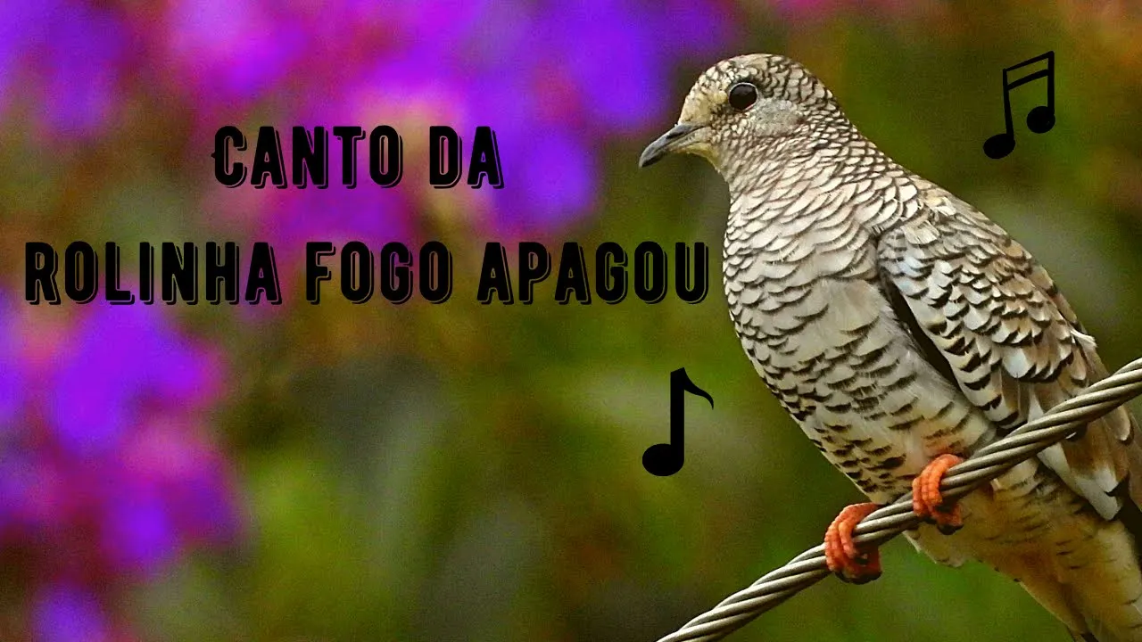 Canto da Rolinha Fogo Apagou