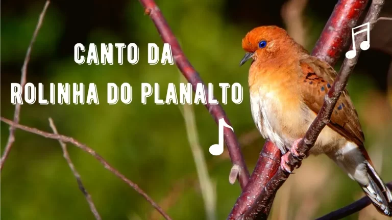 Canto da Rolinha do Planalto