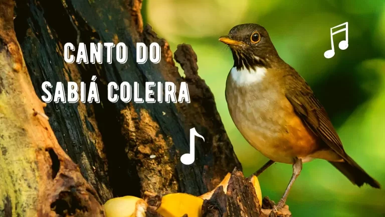 Canto da Sabiá Coleira